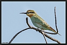 Groene Bijeneter, Blue-cheeked Bee-eater, Merops persicus Location: Gambian river, the Gambia groene bijeneter MG 3762 kopie